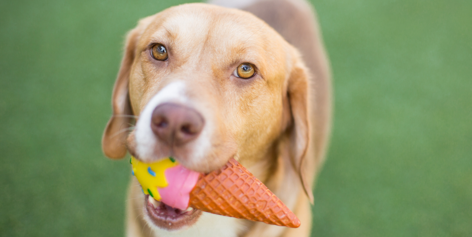 Is Ice Cream OK for Dogs: Understanding Ice Cream's Impact on Pets