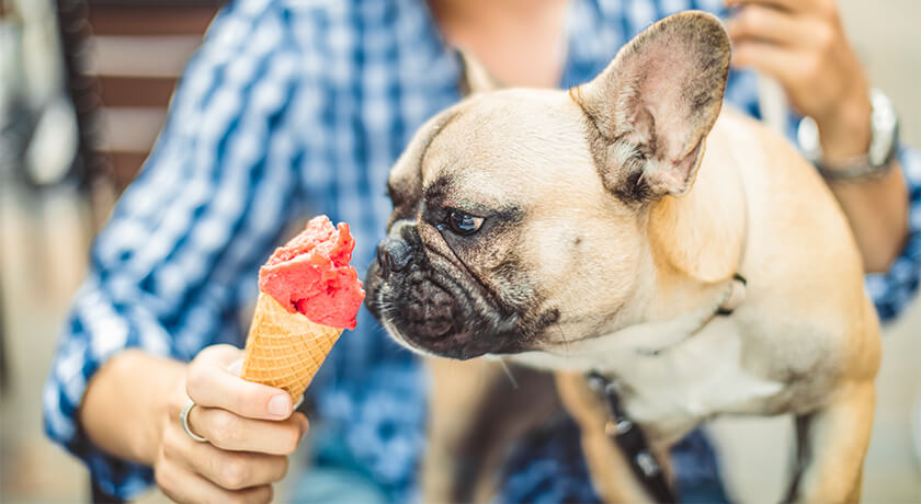 Is Ice Cream OK for Dogs: Understanding Ice Cream's Impact on Pets