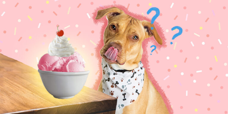 Is Ice Cream OK for Dogs: Understanding Ice Cream’s Impact on Pets